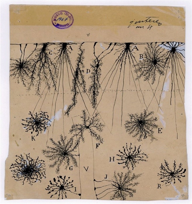 Células gliales de la corteza cerebral