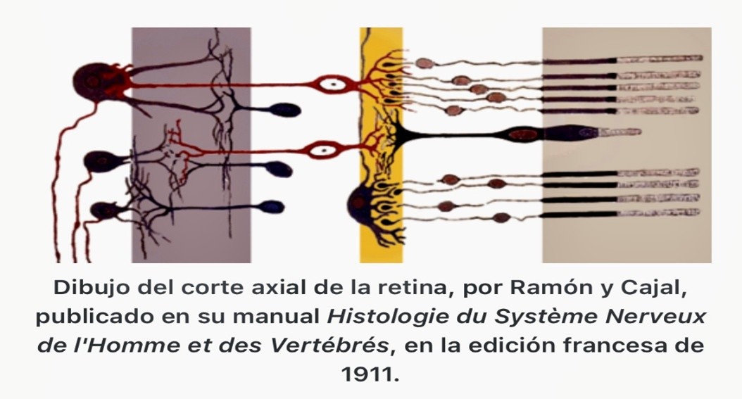 Dibujo corte axial de la retina, Ramón y Cajal.