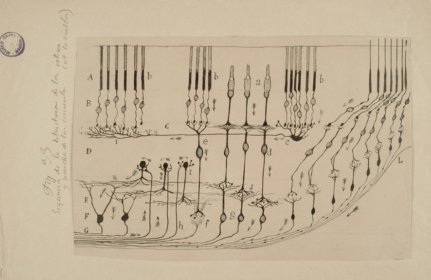 Estructura de la retina. Dibujo original de S. Ramón y Cajal.
