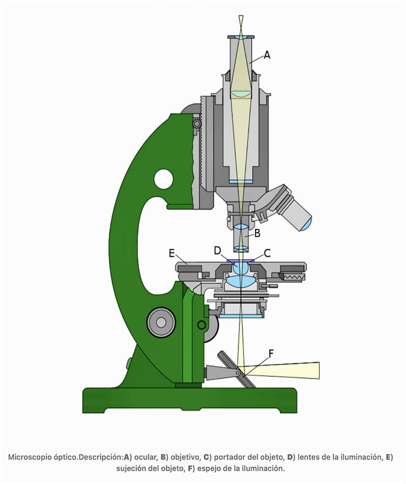 Partes de un microscopio compuesto