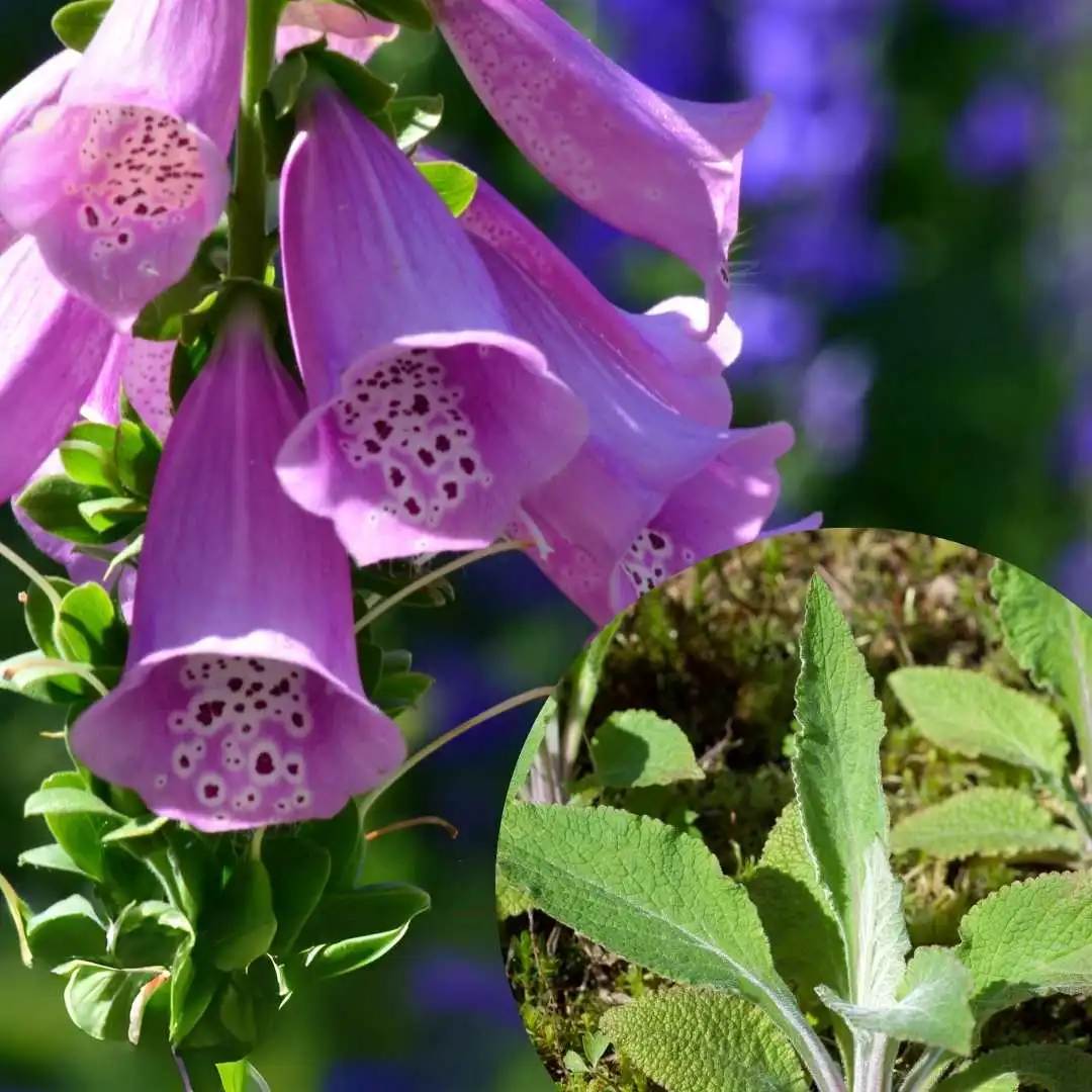 Digitalis purpurea